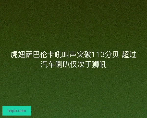 虎妞萨巴伦卡吼叫声突破113分贝 超过汽车喇叭仅次于狮吼